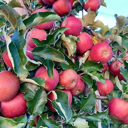 Blickinsgruen * Friedrichshafen